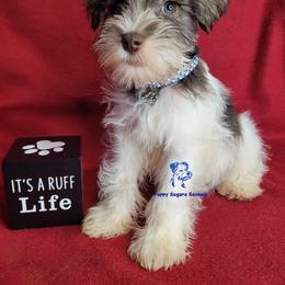 Companion Cross, Miniature Schnauzer, and Yorkshire Terrier Puppies from Puppy Sugars Kennels