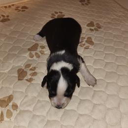 Girl 5 - Black tri-color female Australian Shepherd puppy in Jersey Shore, Pennsylvania from Lone Tree Aussies