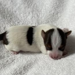 Phillip AKC - Chocolate, tan and white male Yorkshire Terrier puppy in Labelle, Florida from Chocolate and Parti Yorkies in Florida