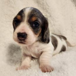 Silky wirehaired Sisi AKC - Dapple female Dachshund puppy in Torrance, California from Lucky Dachshunds