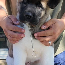 Akita Puppies from Mega Heart Akitas