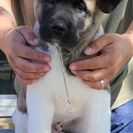 Akita Puppies from Mega Heart Akitas