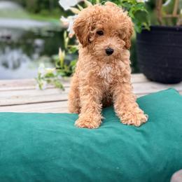 Boy 2 - Apricot male Goldendoodle puppy in Cocoa, Florida from The Beach Doodles