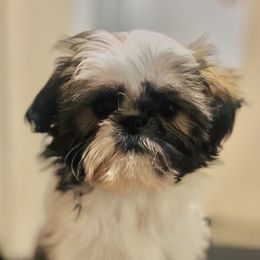 Chikis - Brindle and white Shih Tzu puppy in Bennett, Colorado from Victorio Boxers & Shih-Tzu's