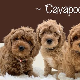 Cavapoos from Texas Teddy Bears