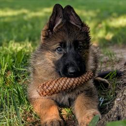 Larken Vom Legacy - Sable female German Shepherd puppy in Kingsley, Michigan from Legacy German Shepherds
