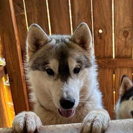 Bert - Gray and white male Siberian Husky puppy in Loudon, Tennessee from Kristari Siberians