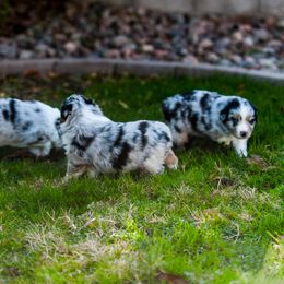 Miniature Australian Shepherd Puppies from Rockin D Mini Aussies