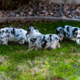Miniature Australian Shepherd Puppies from Rockin D Mini Aussies