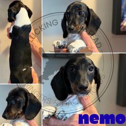 Nemo - Piebald male Dachshund puppy in Fond Du Lac, Wisconsin from Clucking Homestead Springers & Dachshunds