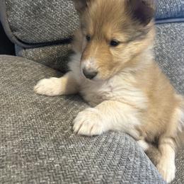 Penny - White female Collie puppy in Abilene, Texas from Regal Lassie's