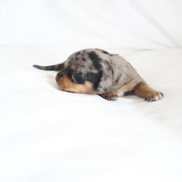 Rosa - Dapple female Dachshund puppy in Fredericksburg, Ohio from William's Dachshunds