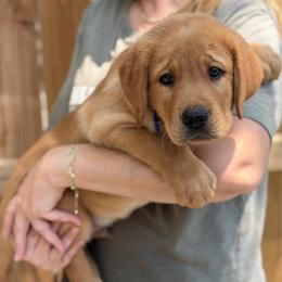 Loaf - Yellow male Labrador Retriever puppy in Archer Lodge, North Carolina from Archer Lodge Labradors