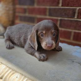 Luke- AKC- Stunning Silver (Isabella) w BLUE eyes - Fawn (isabella) and tan male Dachshund puppy in Loganville, Georgia from Royal Dackel Haus