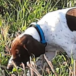 German Shorthaired Pointers from Edonja German Shorthaired Pointers