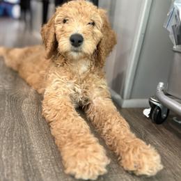 Beacon - Red  female Goldendoodle puppy in Camden, North Carolina from Oopsie Doodles of NC