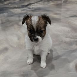 Ace - White and red male Papillon puppy in Hollister, Missouri from Swan Creek Kennel