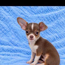 Lilac tan tri color boy - Chocolate and tan male Chihuahua puppy in Smyrna, Georgia from GeorgiasChihuahuas