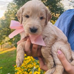 Marigold- gold - Apricot female Goldendoodle puppy in Carlton, Minnesota from Lakeside Doodles MN