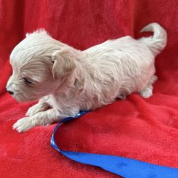 Milo - Cafe au lait male Maltipoo puppy in Fredericksburg, Ohio from Edna Keim
