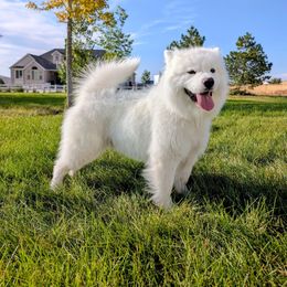 Brutus - Samoyed