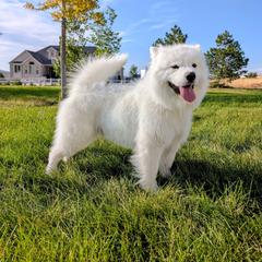 Brutus - Samoyed