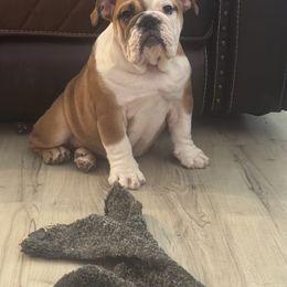 Bulldog and French Bulldog Puppies from Empire Bulldogs & French Bulldogs
