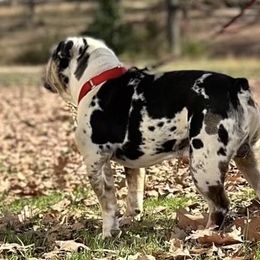 Captain - Olde English Bulldogge
