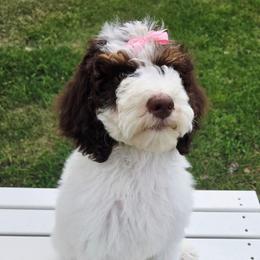 Pearl - Brown and white female Sheepadoodle puppy in Heyburn, Idaho from Royal T Acres