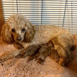 Poodle puppies from Paw Perfect Pets