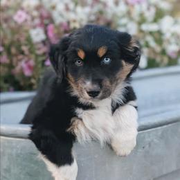 Orange - Black tri-color male Australian Shepherd puppy in Yakima, Washington from Naches Heights Ranch