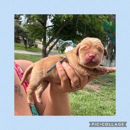 Blue Collar Male - Yellow male Labrador Retriever puppy in Kissimmee, Florida from SunState Labs