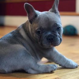 French Bulldogs from Second Star Farm