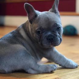 French Bulldogs from Second Star Farm