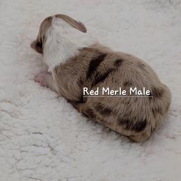 Red Merle Male - Red merle male Miniature Australian Shepherd puppy in Waxhaw, North Carolina from Cane Creek Aussies