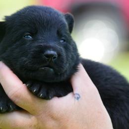 Black girl - Black female German Shepherd puppy in Clarkrange, Tennessee from Vom Wolff