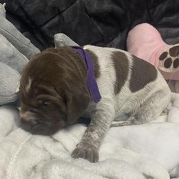 Puppy 6 Purple Reserved - Liver roan female German Shorthaired Pointer puppy in Hardeman County, Tennessee from Howell Farm GSP