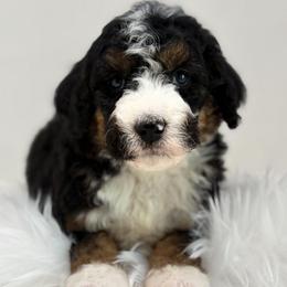 Sunny - Tri-color male Bernedoodle puppy in Fleming, Colorado from Vandenbark Doodles