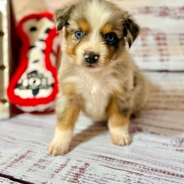 Blue male 3 - Blue merle male Miniature Australian Shepherd puppy in Lemon Cove, California from Magic Ranch Mini Aussies