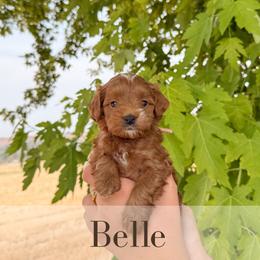 Belle - Red  female Goldendoodle puppy in Melba, Idaho from KZ Doodles