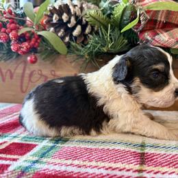 Pancakes - Black tri-color male Aussiedoodle puppy in Charleston, Arkansas from Lazy S Aussies