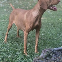 Male 2nd pick - Golden rust male Vizsla puppy in Boaz, Alabama from MountainTop Vizslas