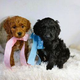 Puddin' - Black male Goldendoodle puppy in Longview, Texas from WonderDoodles
