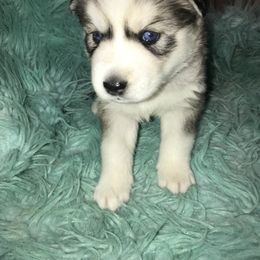 Siberian Husky Puppies from TCE HUSKIES