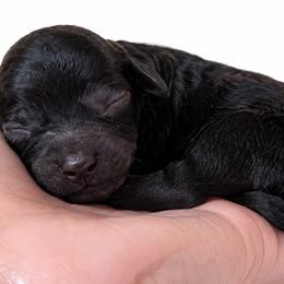 Truffle - Black female Cavapoo puppy in Ville Platte, Louisiana from The Barkery