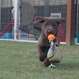 Labrador Retriever Puppies from Dry Pond Retrievers, LLC
