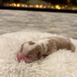 GUARDIAN HOME  (READ BIO) - Red  female Goldendoodle puppy in Vancouver, Washington from Pnwfamilydoodles