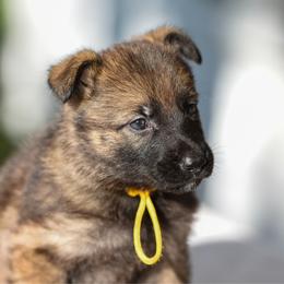 Yellow - Sable female German Shepherd puppy in Louisburg, North Carolina from C6 Ranch & Shepherds