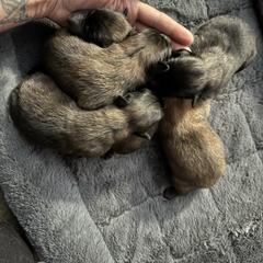 Dark mahogany girl 4 - Mahogany and black female Belgian Tervuren puppy in Hastings, Minnesota from Century Hills Farm