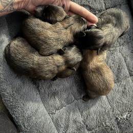 Dark mahogany girl 4 - Mahogany and black female Belgian Tervuren puppy in Hastings, Minnesota from Century Hills Farm
